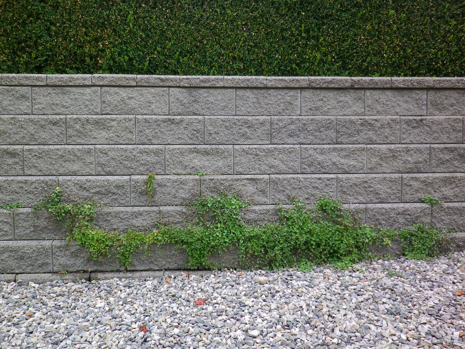 Pentax Optio RZ10 sample photo. Wall, plants, climbing photography