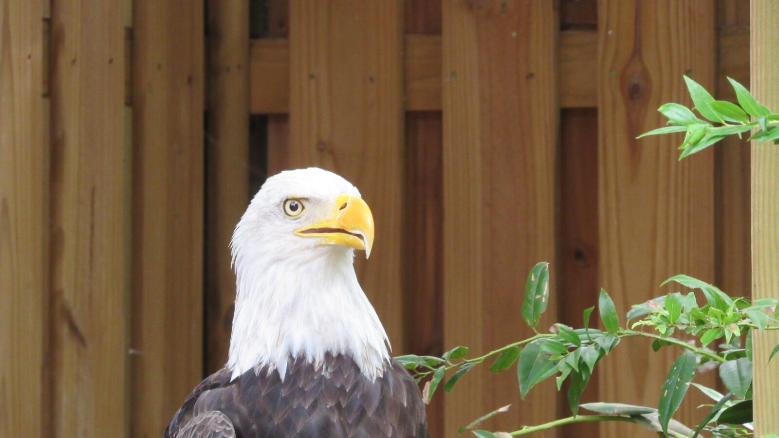 Canon PowerShot SX530 HS sample photo. Eagle, bald eagle, bird photography