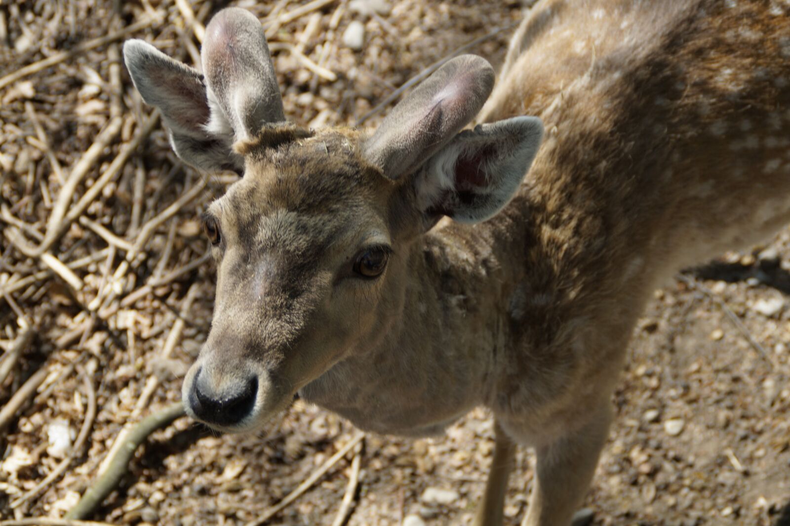 Sony SLT-A58 sample photo. Fallow deer, male, animal photography