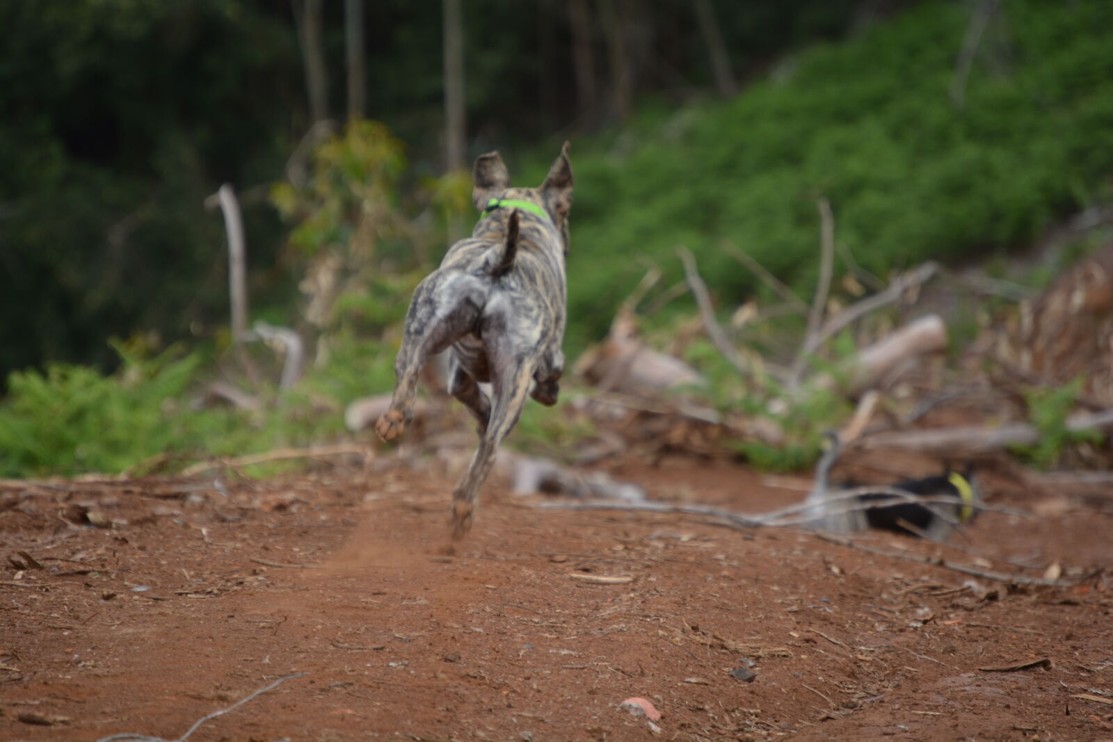 Nikon D5200 sample photo