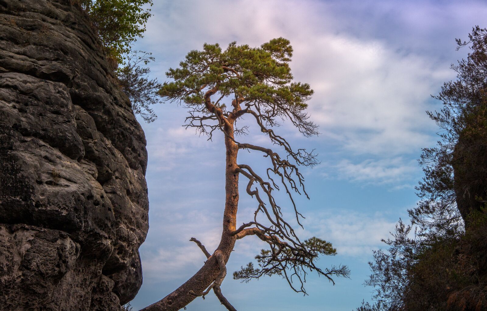 Canon EF-S 18-135mm F3.5-5.6 IS sample photo. Bastei, pine tree, saxony photography