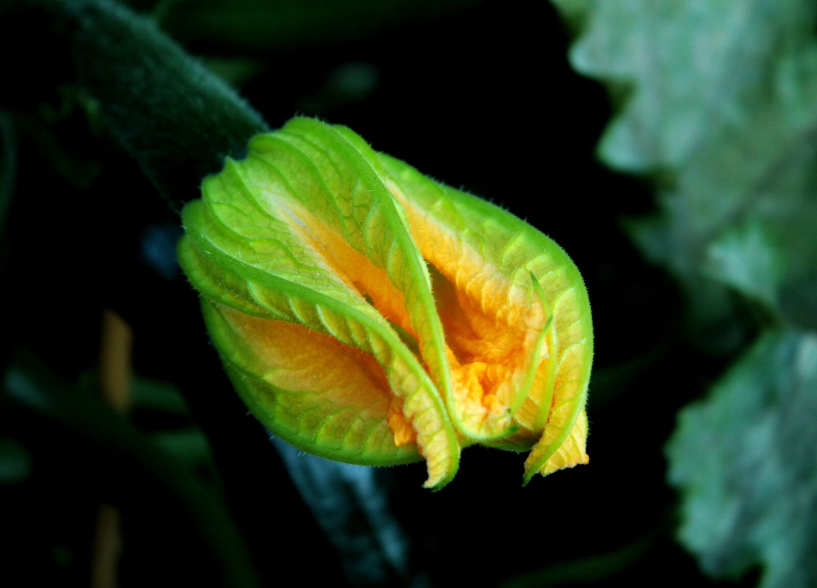 Canon EOS 600D (Rebel EOS T3i / EOS Kiss X5) sample photo. Courgettebloem, orange, nascent photography