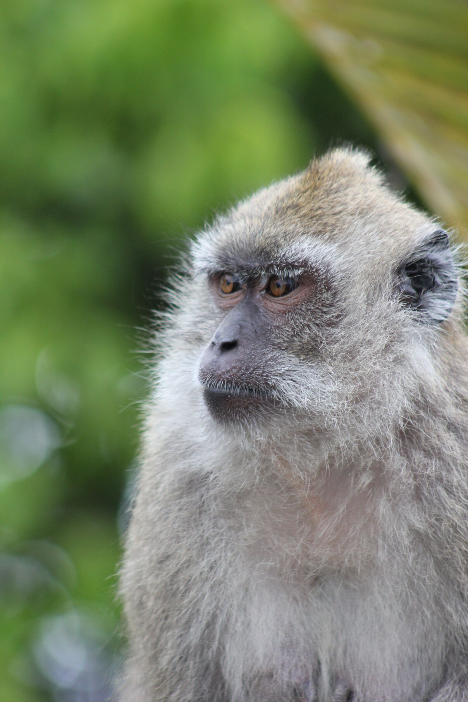 Canon EOS 550D (EOS Rebel T2i / EOS Kiss X4) sample photo. Monkey, portrait, nature photography