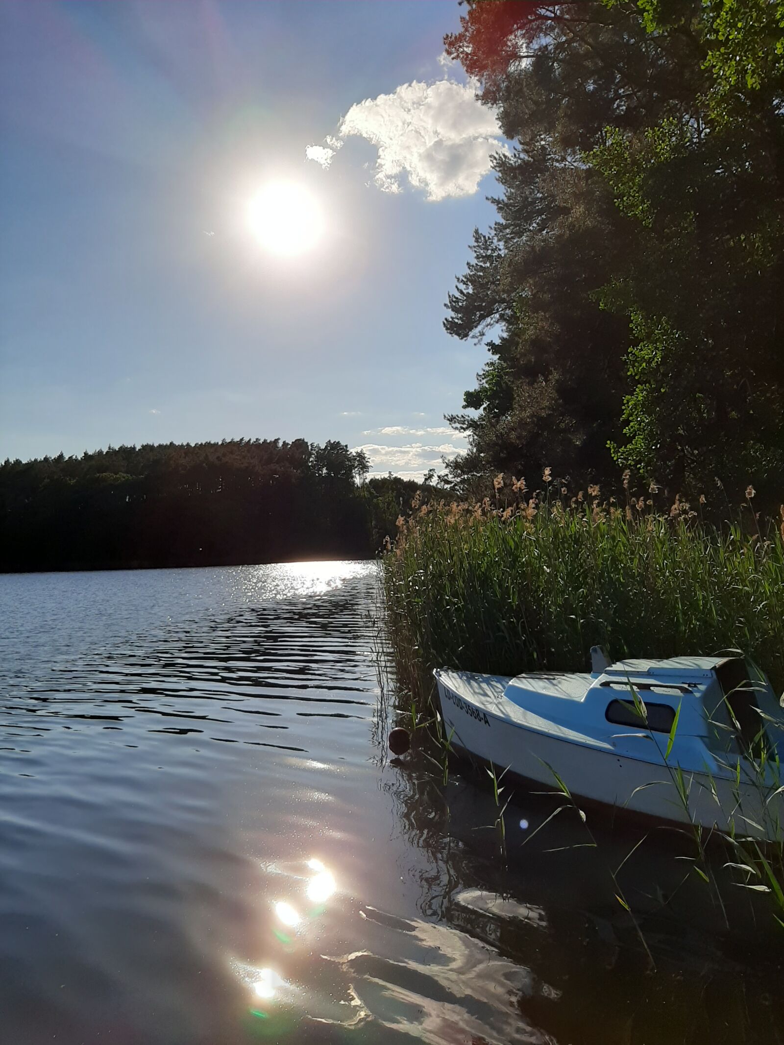 Samsung Galaxy A50 sample photo. Lake, sun, green photography