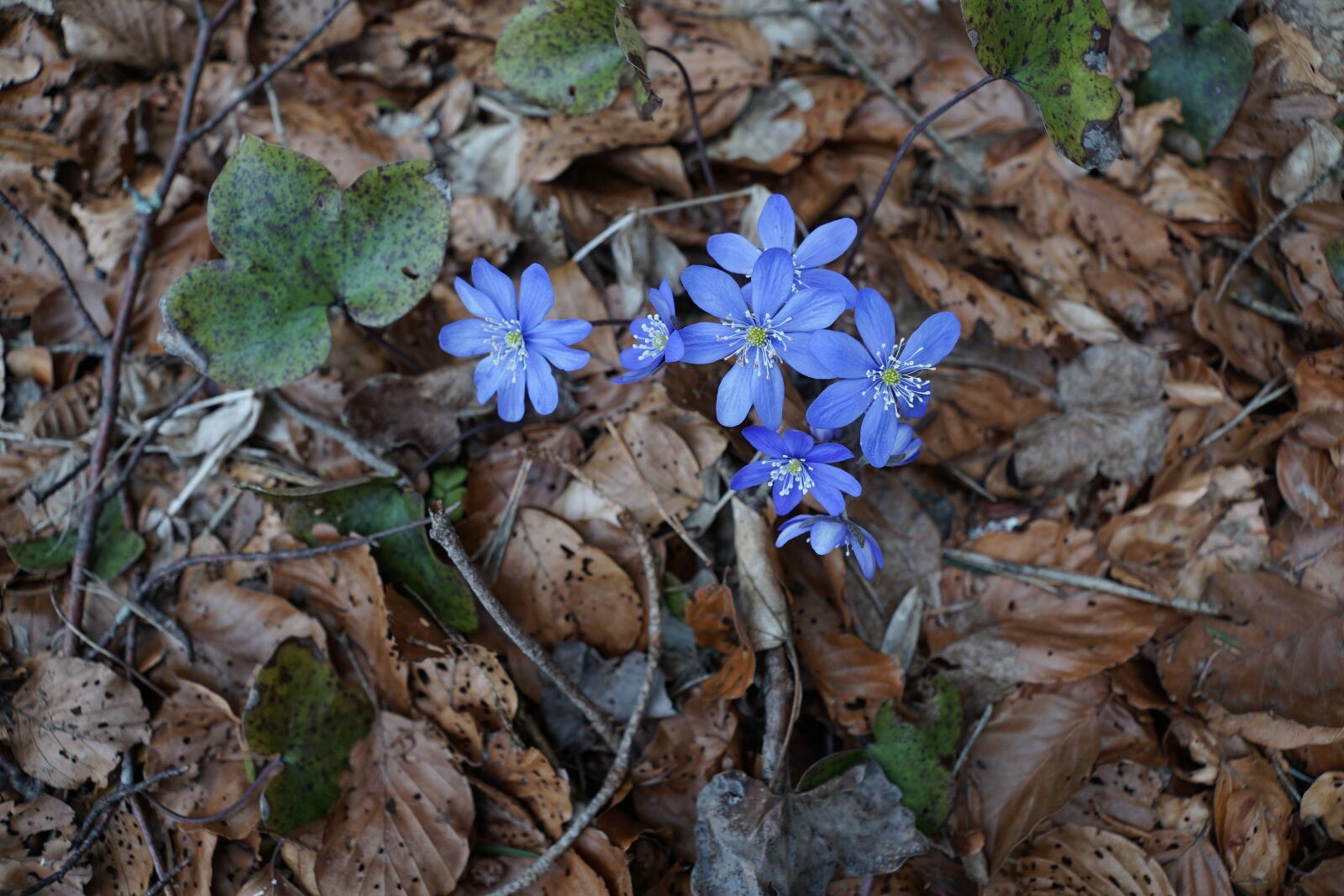 Sony DT 16-50mm F2.8 SSM sample photo. Hepatica, forest, wild flower photography
