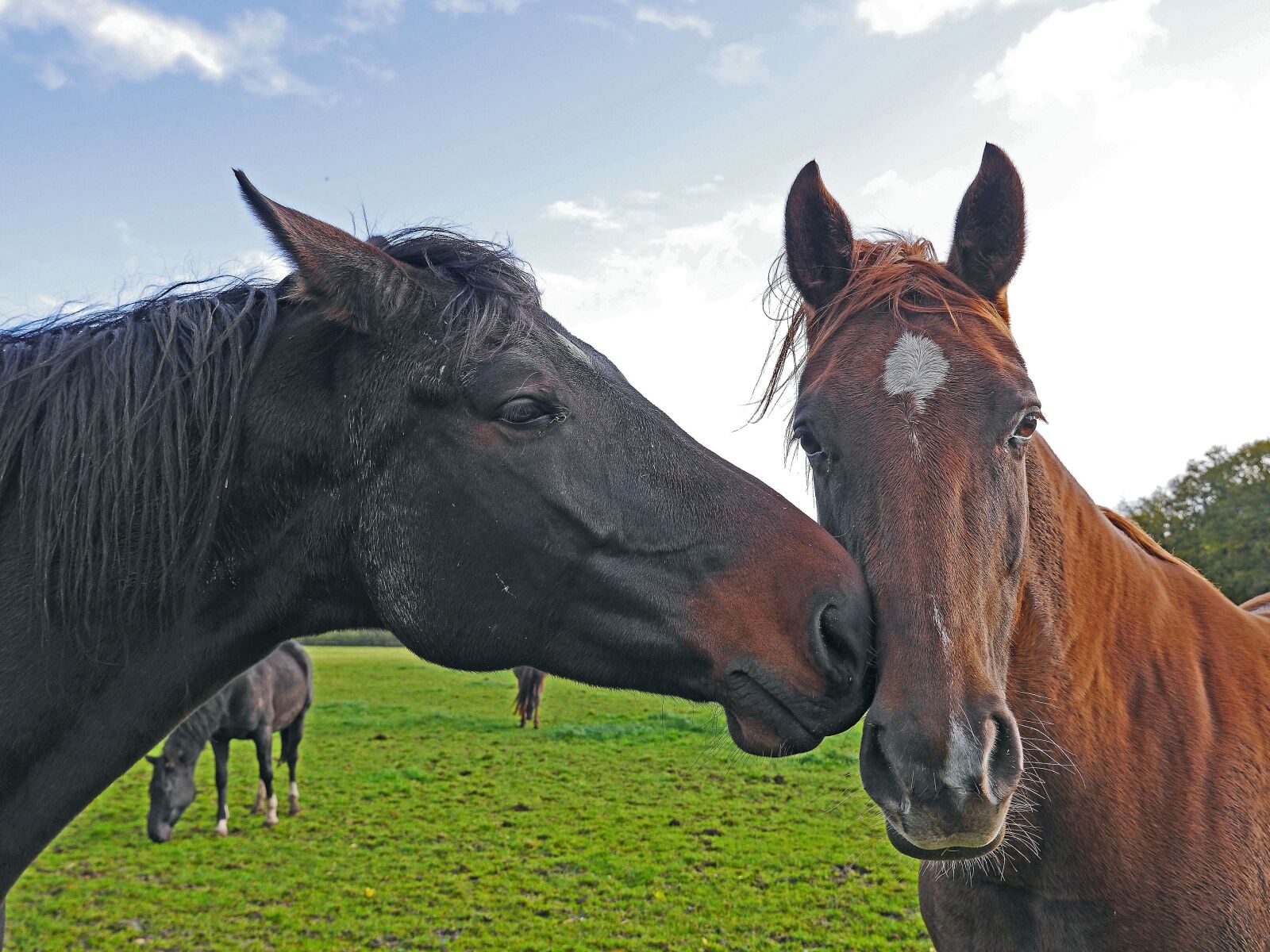 Panasonic Lumix DMC-GH3 sample photo. Horses, heads, brown photography