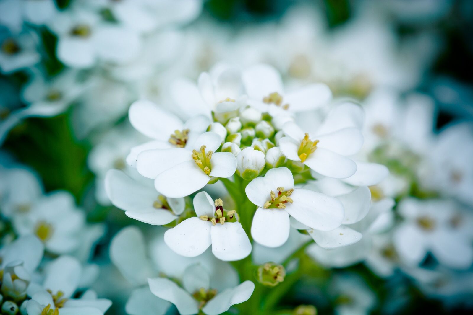 Nikon D7100 sample photo. Flowers, bloom, spring photography