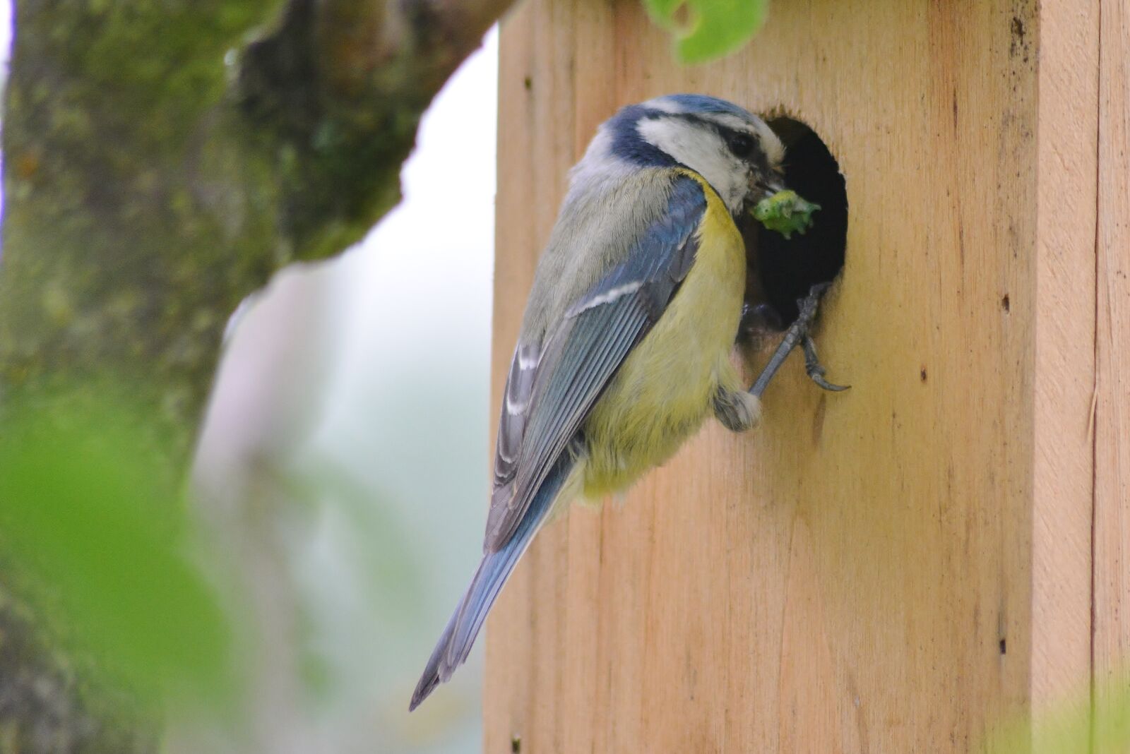 Nikon D5200 sample photo. Animal world, tit, garden photography