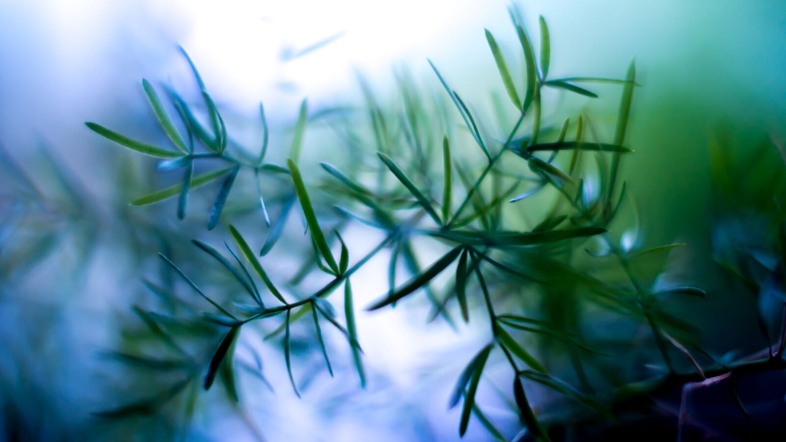 Fujifilm X-A1 sample photo. Plant, grass, tree photography