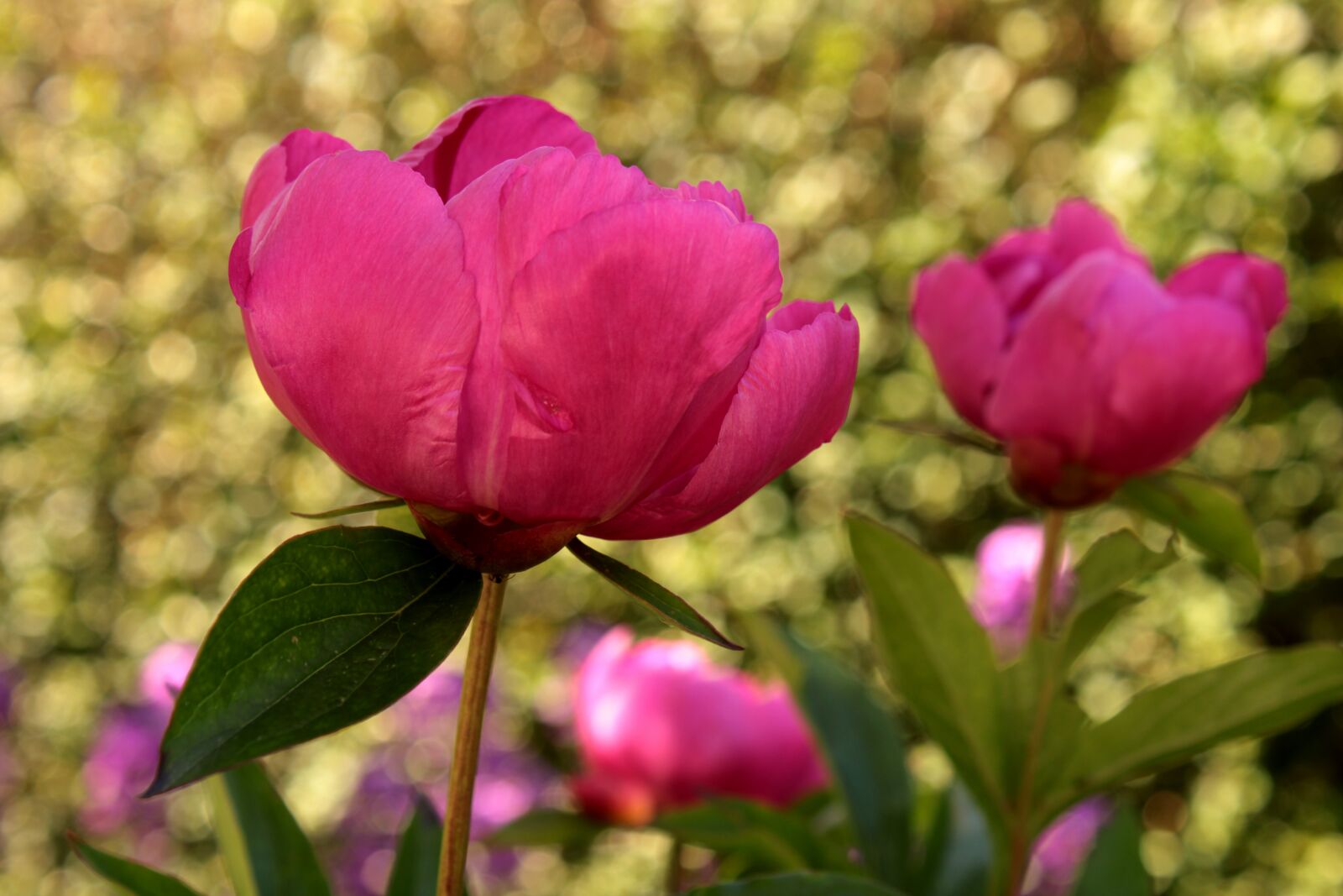 Canon EOS 2000D (EOS Rebel T7 / EOS Kiss X90 / EOS 1500D) sample photo. Pion, peonies, pink photography