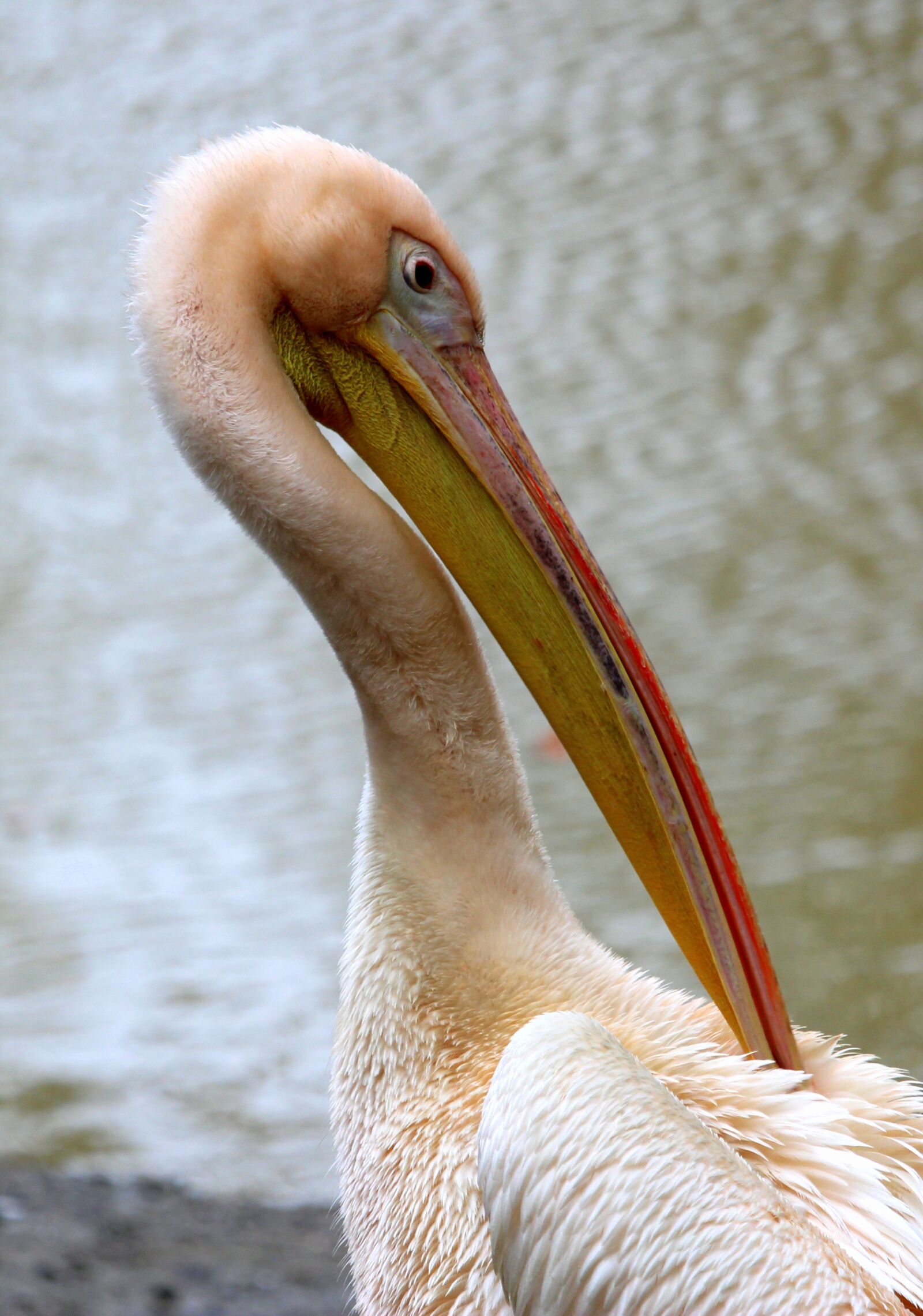 Canon EF-S 55-250mm F4-5.6 IS STM sample photo. Pelikan, plumage, bird photography
