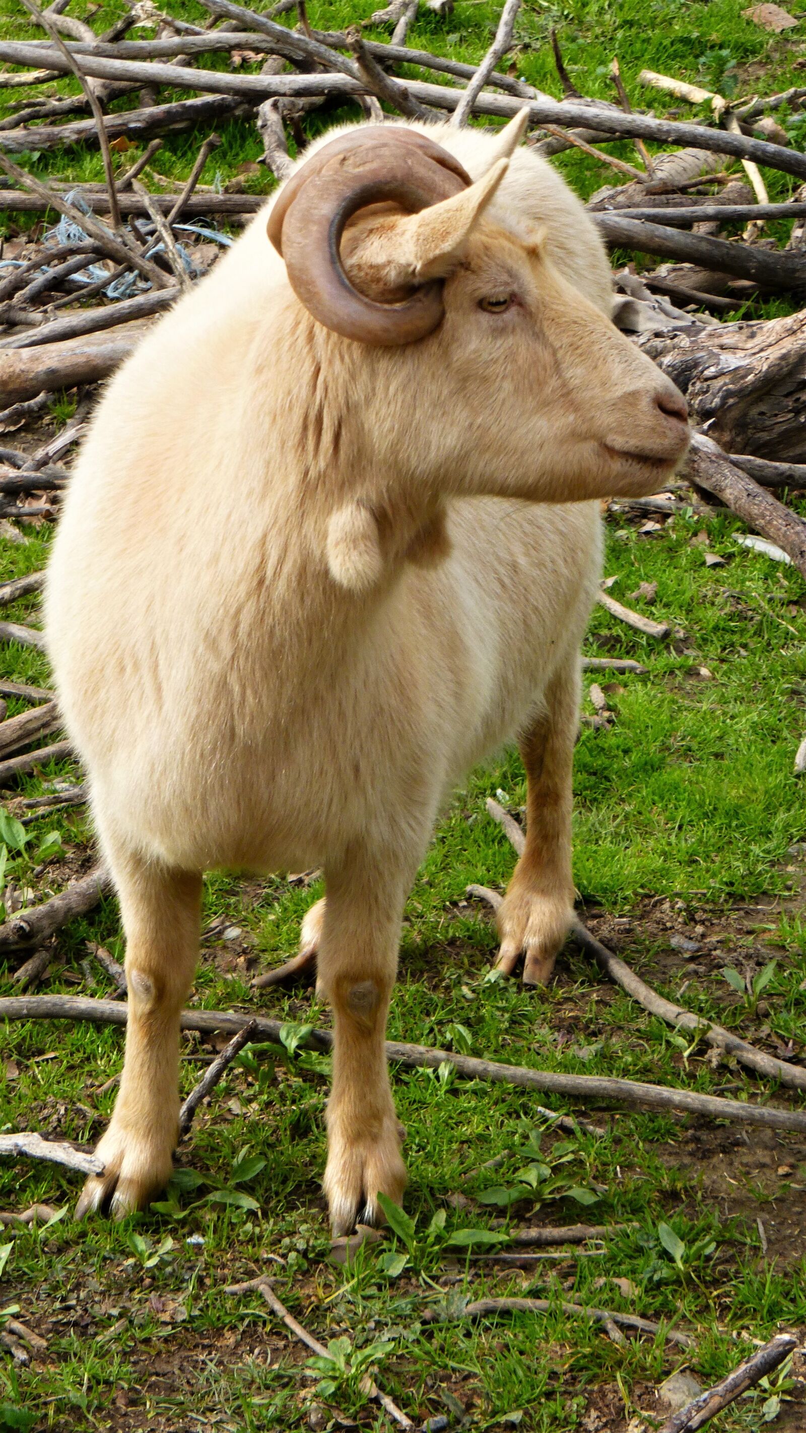 Panasonic Lumix DMC-ZS25 (Lumix DMC-TZ35) sample photo. France goat, mammal, animal photography