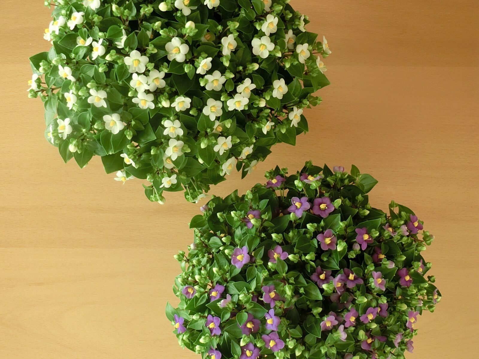 CASIO EX-ZR750 sample photo. Flowers, table, wooden table photography
