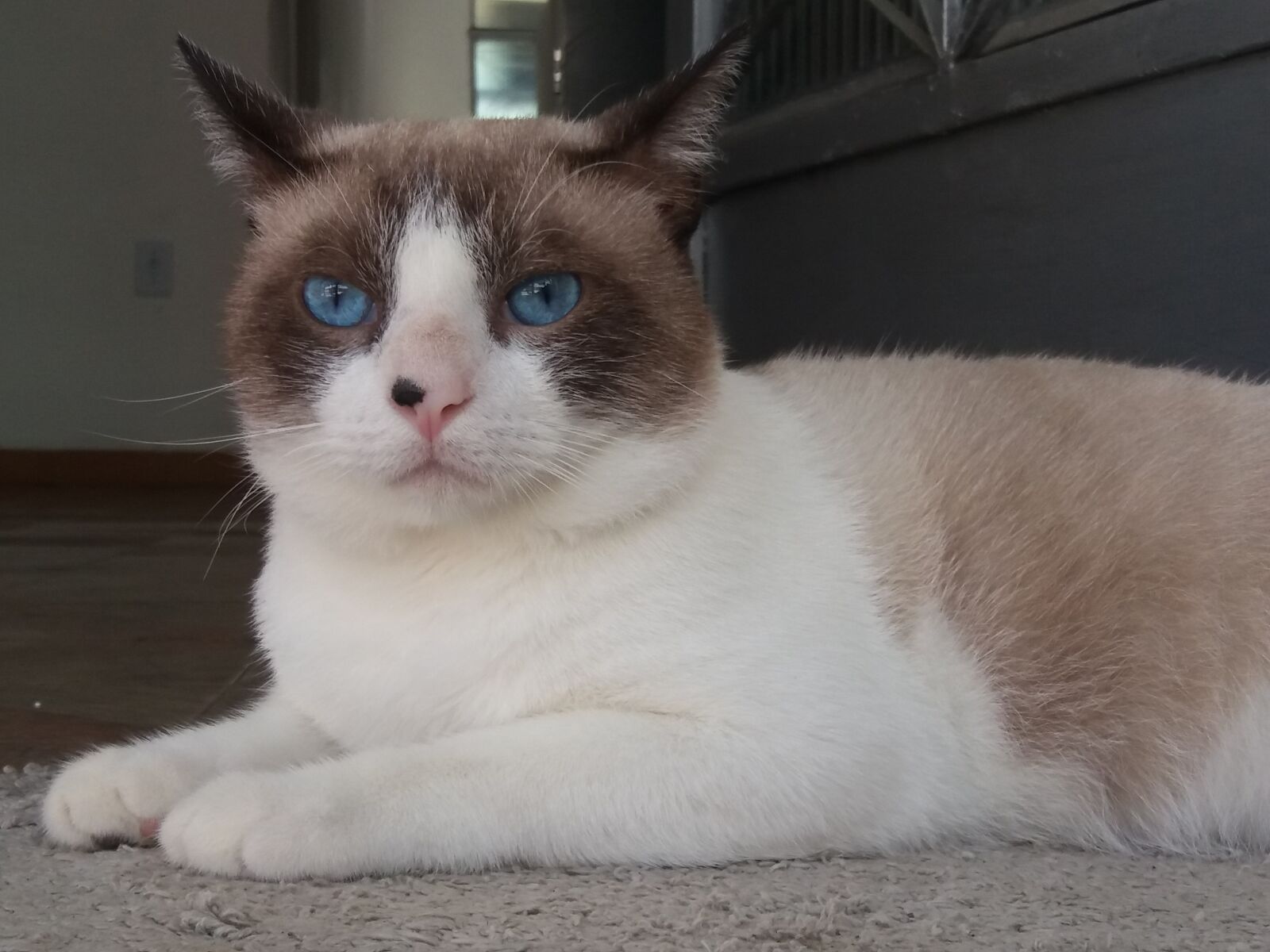 Samsung Galaxy J5 sample photo. Cat, animal, pet photography