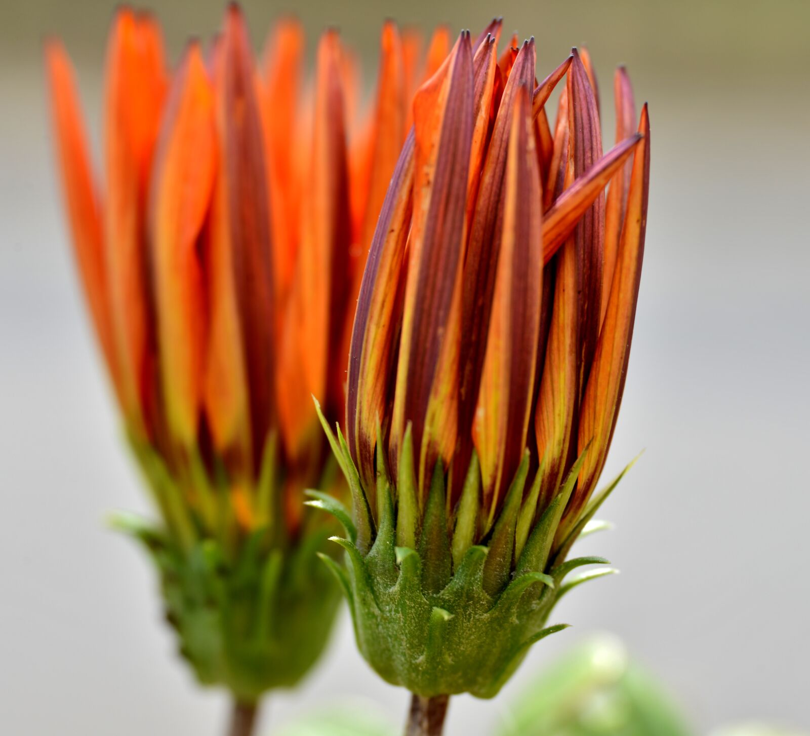 Nikon D600 sample photo. Gazania, flowers, summer photography