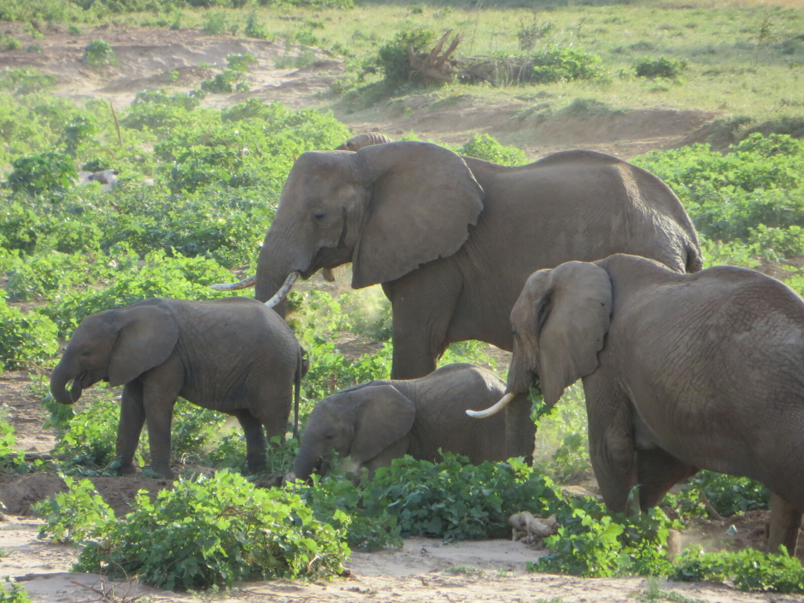 Canon PowerShot SX260 HS sample photo. Africa, elephant, kenya photography