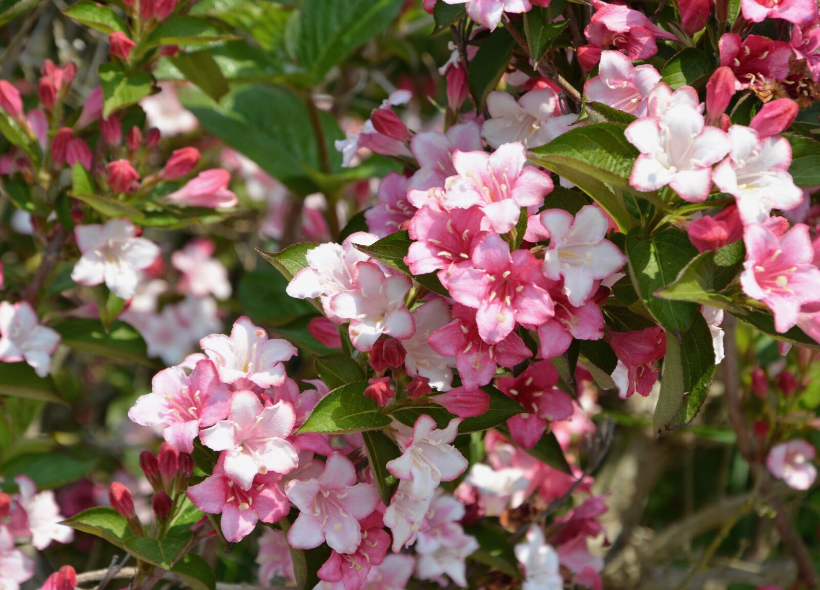 Nikon D5200 sample photo. Flowers, flowers flowers, flora photography