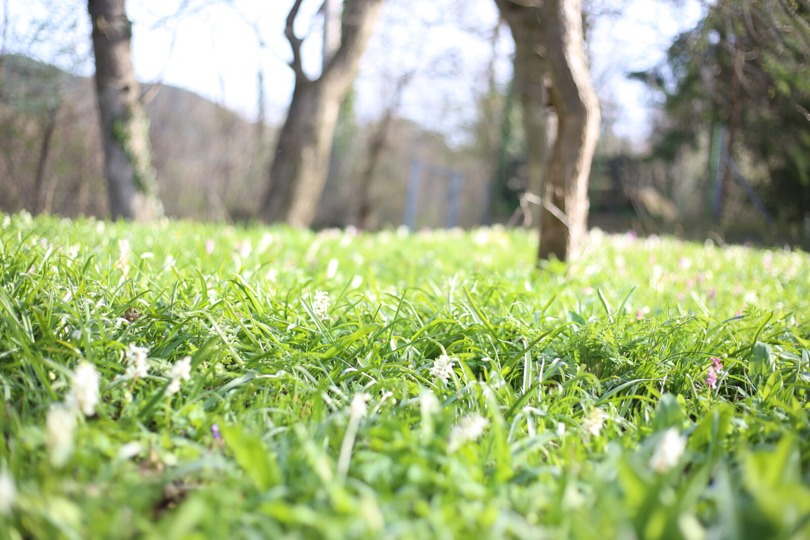 Canon EOS 6D + Canon EF 50mm F1.8 STM sample photo. Depth, of, field, forest photography
