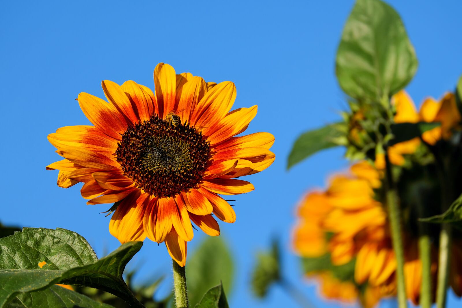 Fujifilm X-T10 + Fujifilm XC 50-230mm F4.5-6.7 OIS sample photo. Sunflower, flower, bloom photography