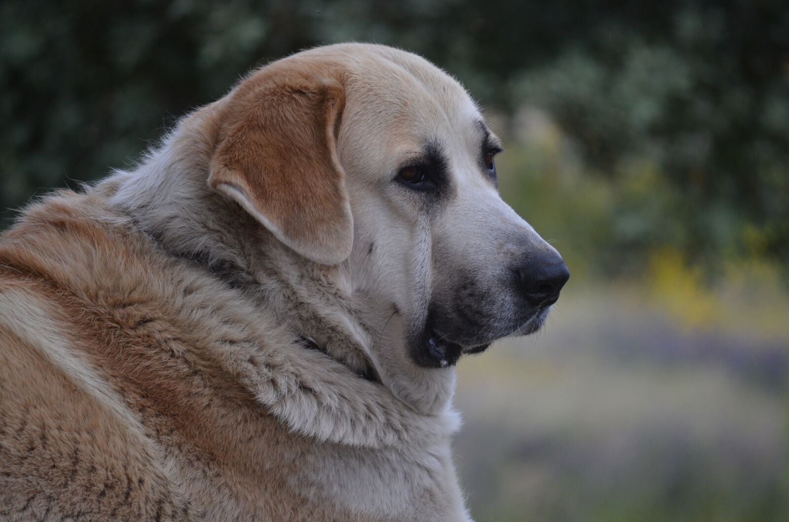 Nikon D5100 sample photo. Mastiff, portrait, big photography