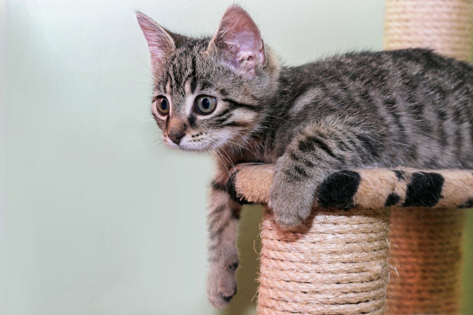 Canon EOS 600D (Rebel EOS T3i / EOS Kiss X5) sample photo. Cat, domestic cat, breed photography