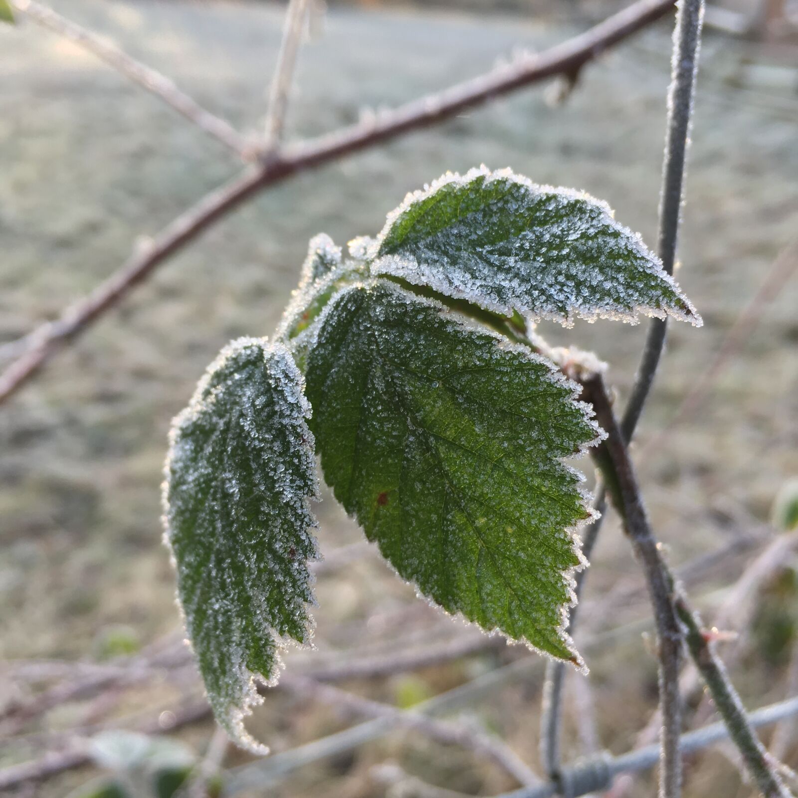 Apple iPhone 6s sample photo. Leaf, nature, plant photography
