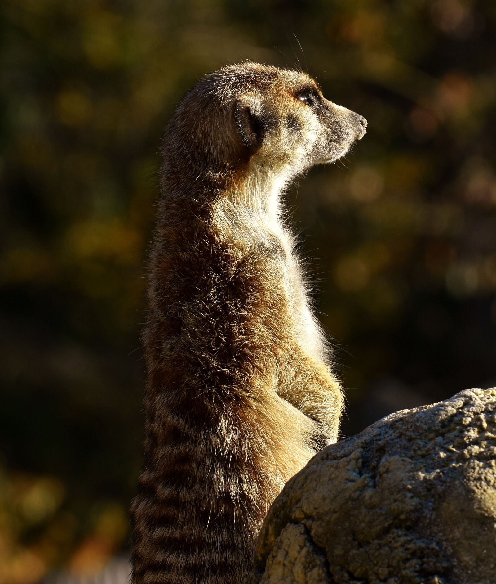 Nikon D7200 sample photo. Meerkat, cute, curious photography