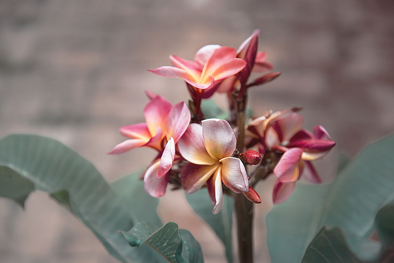 Nikon D750 sample photo. Flower, plant, flowers photography