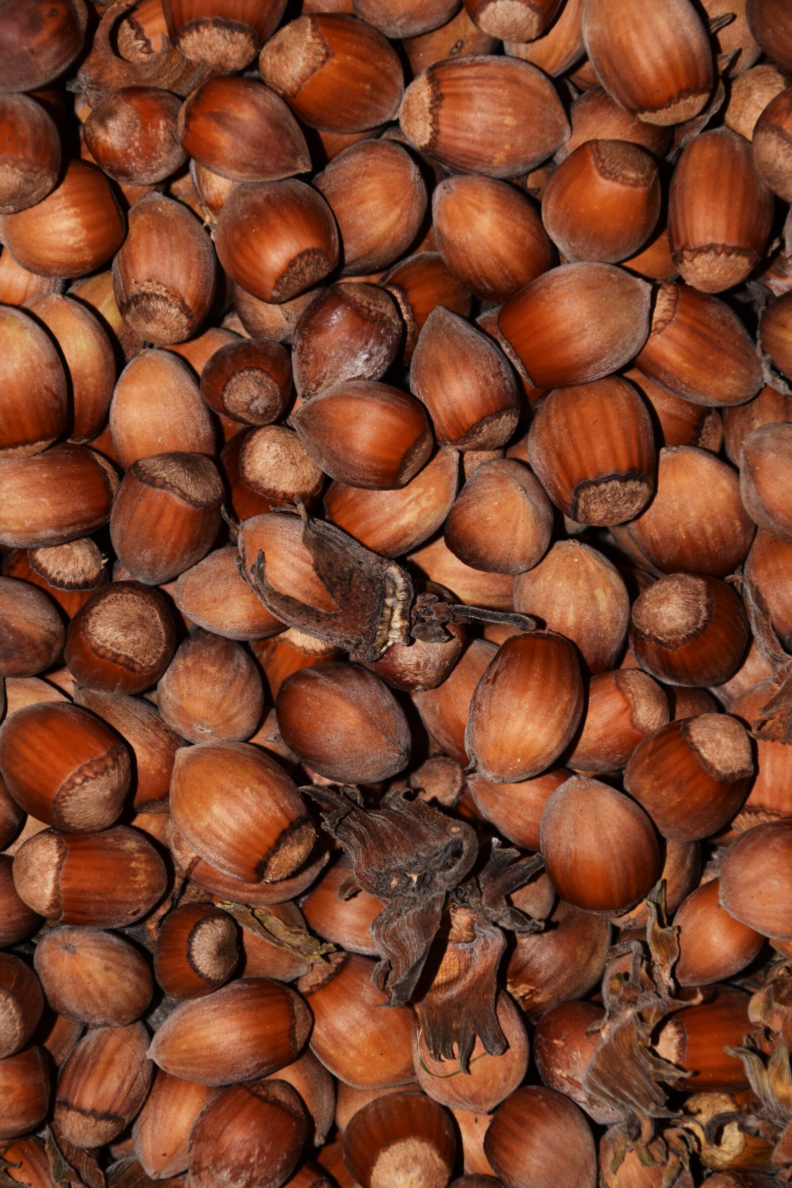 Nikon D3300 sample photo. Hazelnuts, nuts, background photography