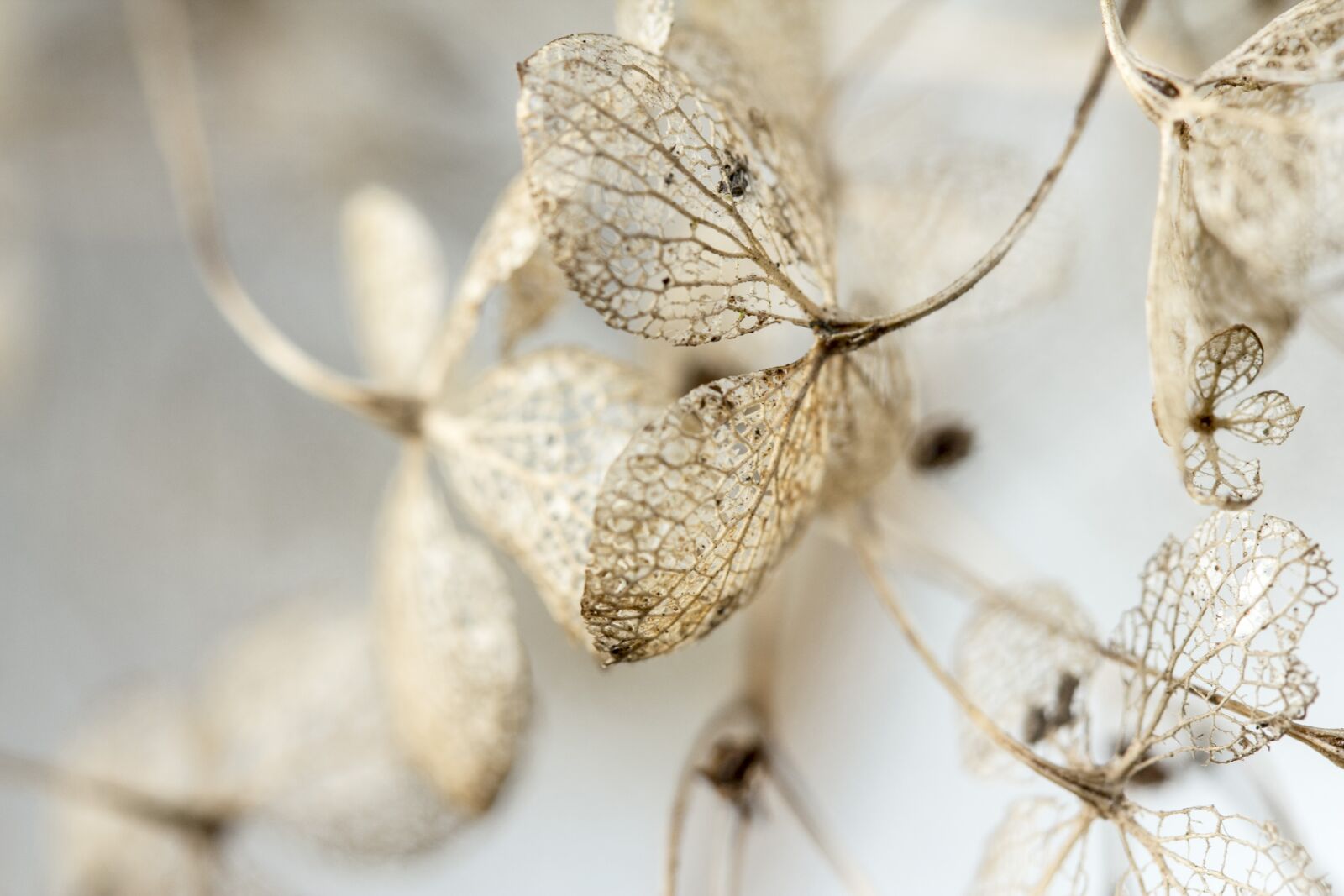 Canon EF-S 60mm F2.8 Macro USM sample photo. Hydrangea, leaves, hydrangea flower photography