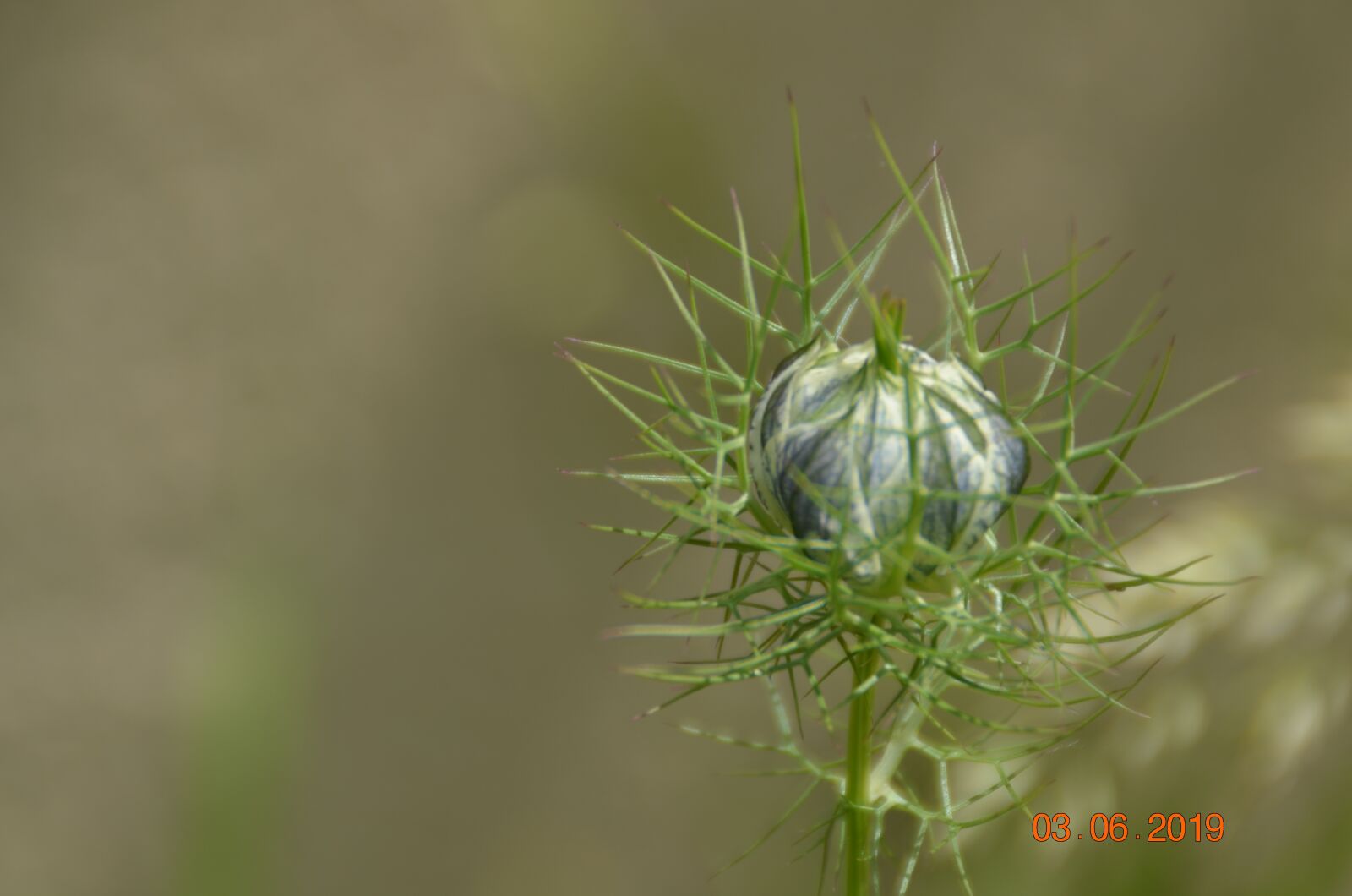 Nikon D5100 sample photo. Button, flower, spring photography