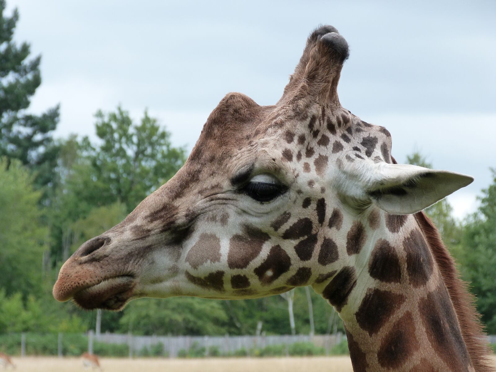 Panasonic Lumix DMC-FZ40 (Lumix DMC-FZ45) sample photo. Giraffe, zoo, nature photography