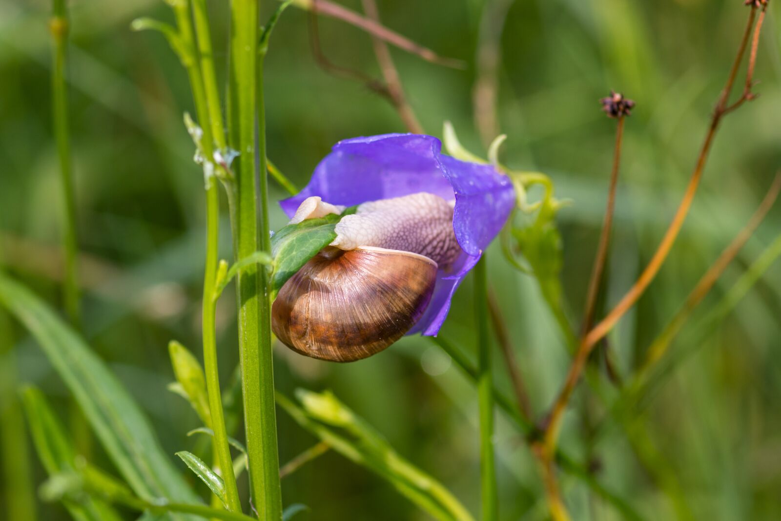 Nikon D7200 sample photo. Snail, shell, schalenweichtiere photography