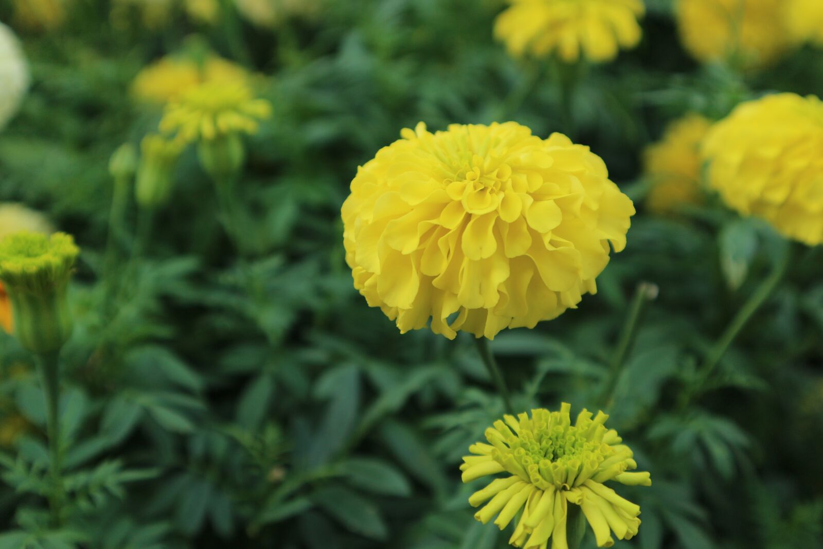 Canon EOS M10 sample photo. Marigold, flowers, yellow photography