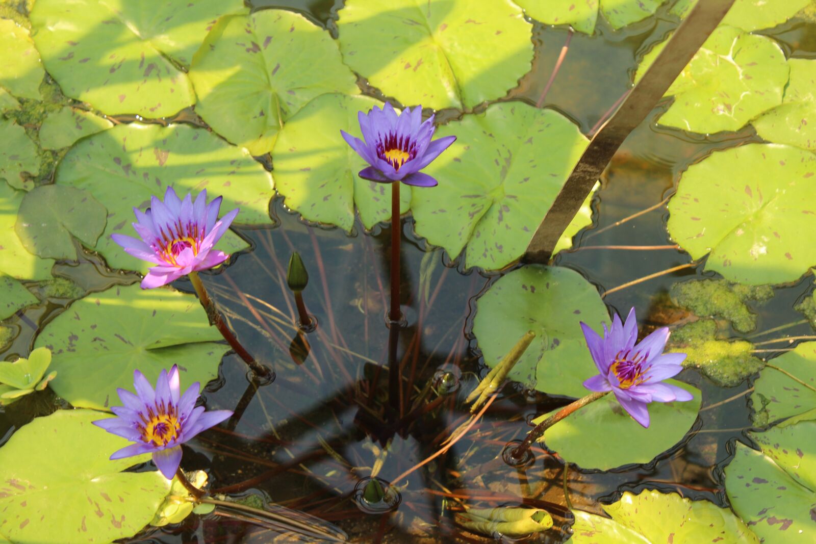 Canon EOS 600D (Rebel EOS T3i / EOS Kiss X5) sample photo. Lake, rose, purple photography