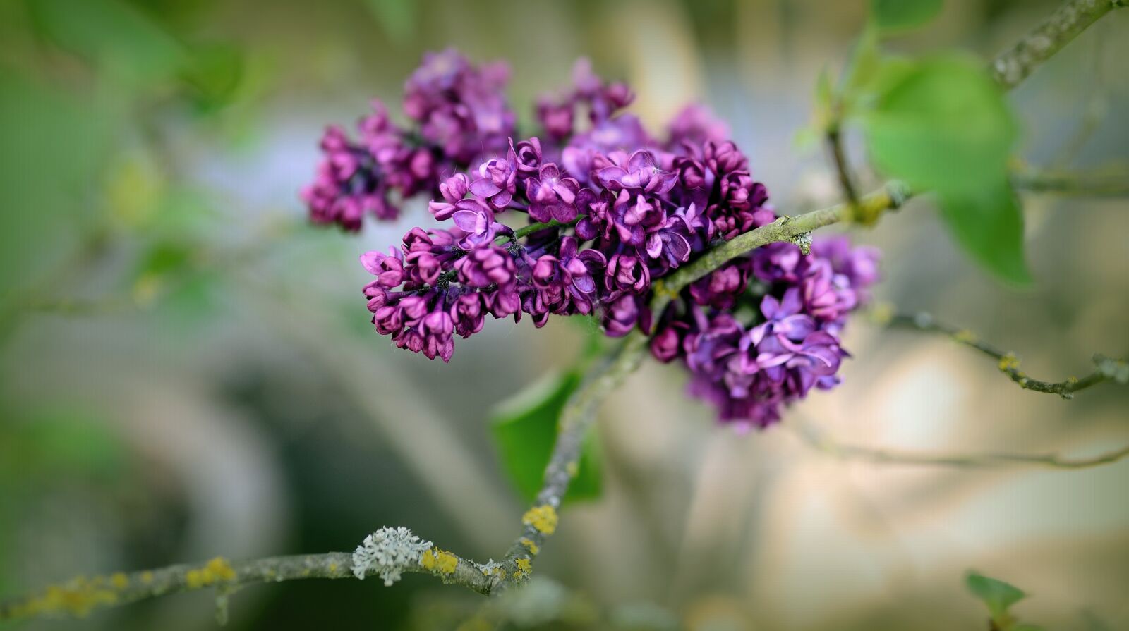 Nikon D610 sample photo. Lilac, lilac flower, lilac photography