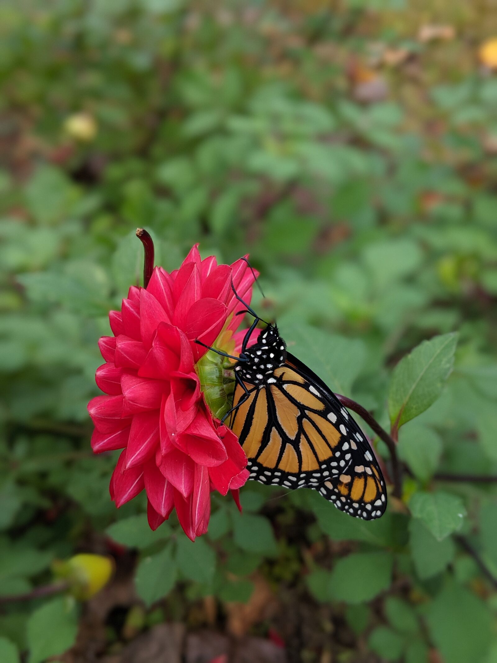 Google Pixel 2 sample photo. Monarch, butterfly, dahlia photography