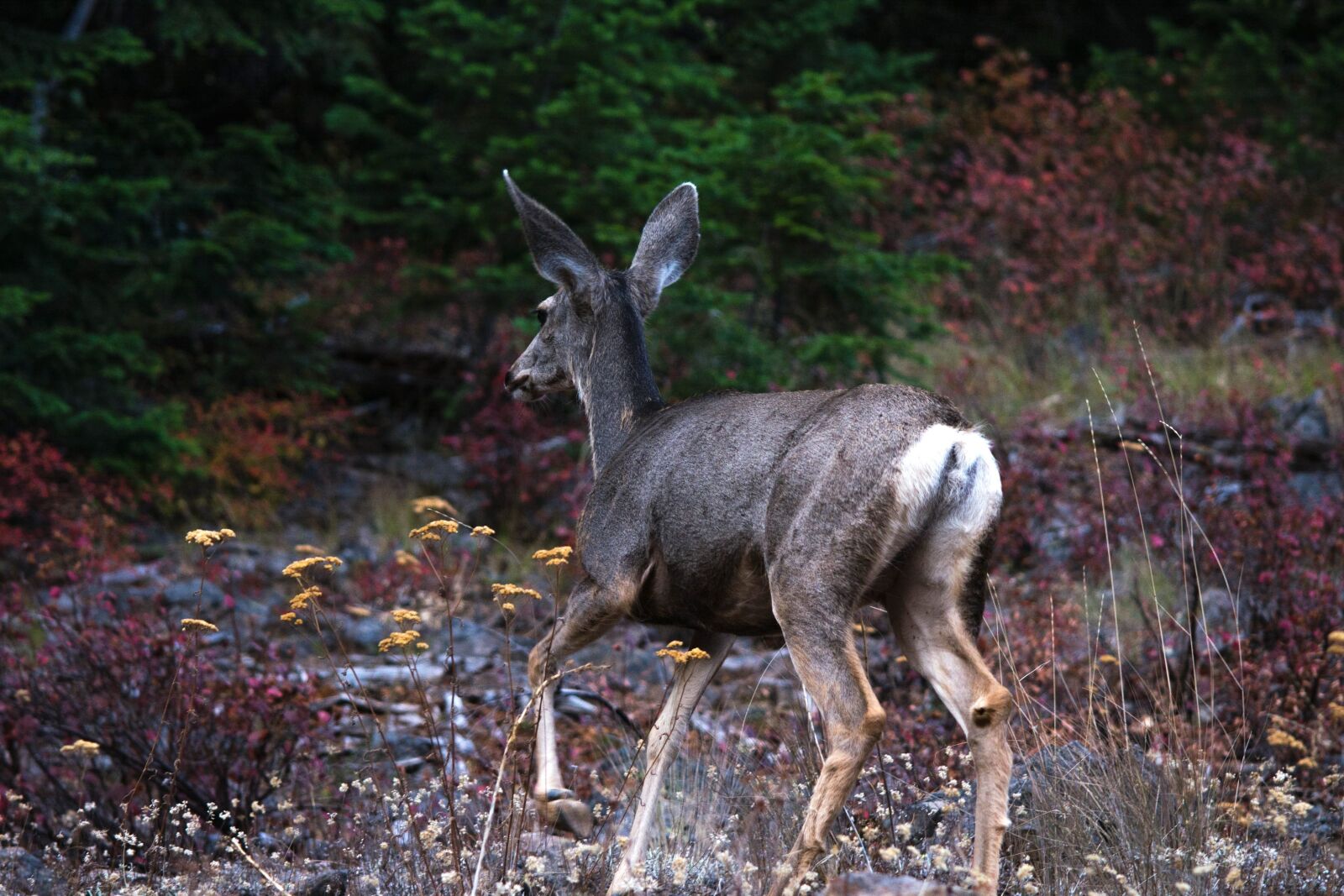 Nikon D5200 sample photo. Deer, wildlife, wood, animal photography