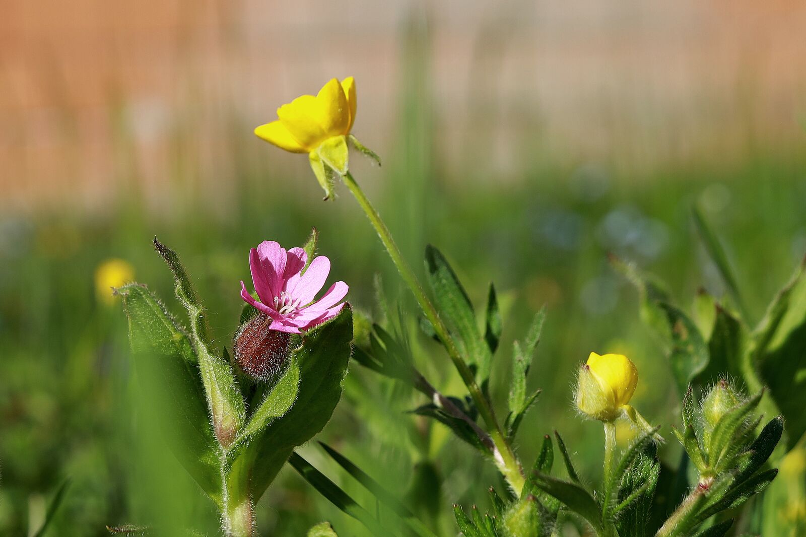 Canon EOS R sample photo. Heath orchid, pointed flower photography