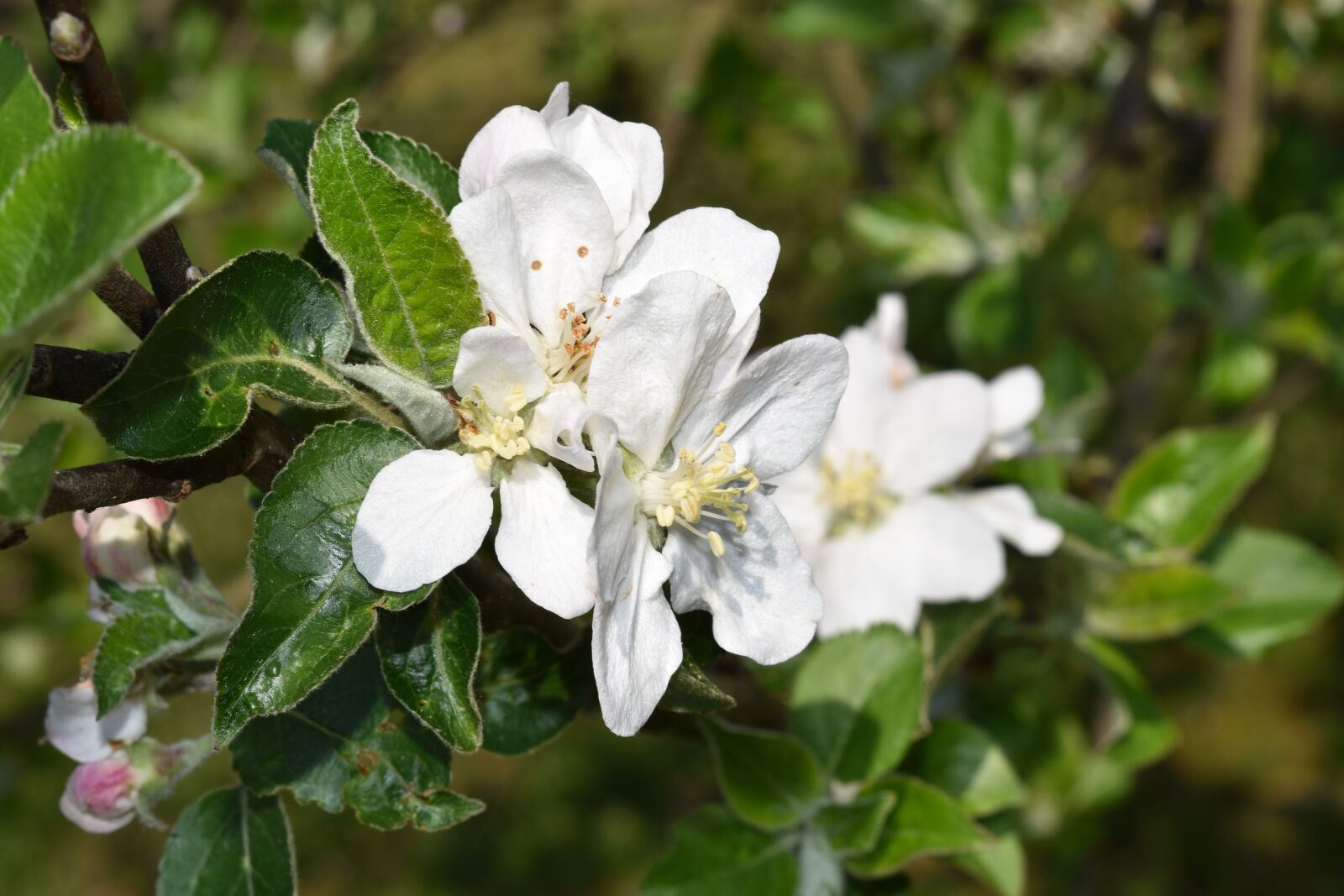 Nikon D5600 sample photo. Flowers, flowers of apple photography
