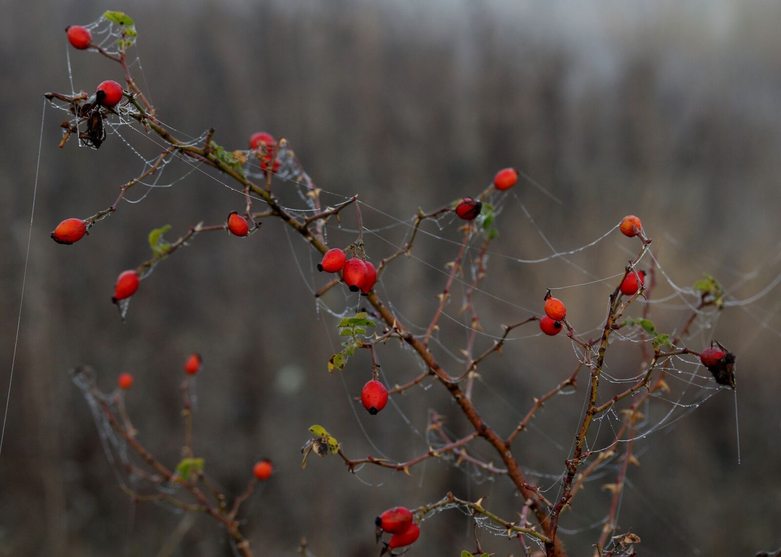Canon EF-S 60mm F2.8 Macro USM sample photo. Maces, fruit, wild photography