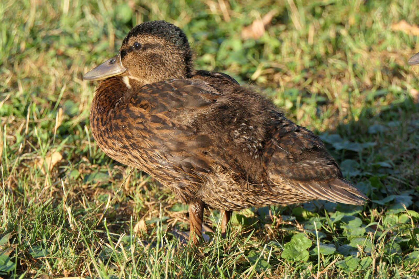 Panasonic Lumix DMC-FZ2500 (Lumix DMC-FZ2000) sample photo. Duck, morning, water bird photography