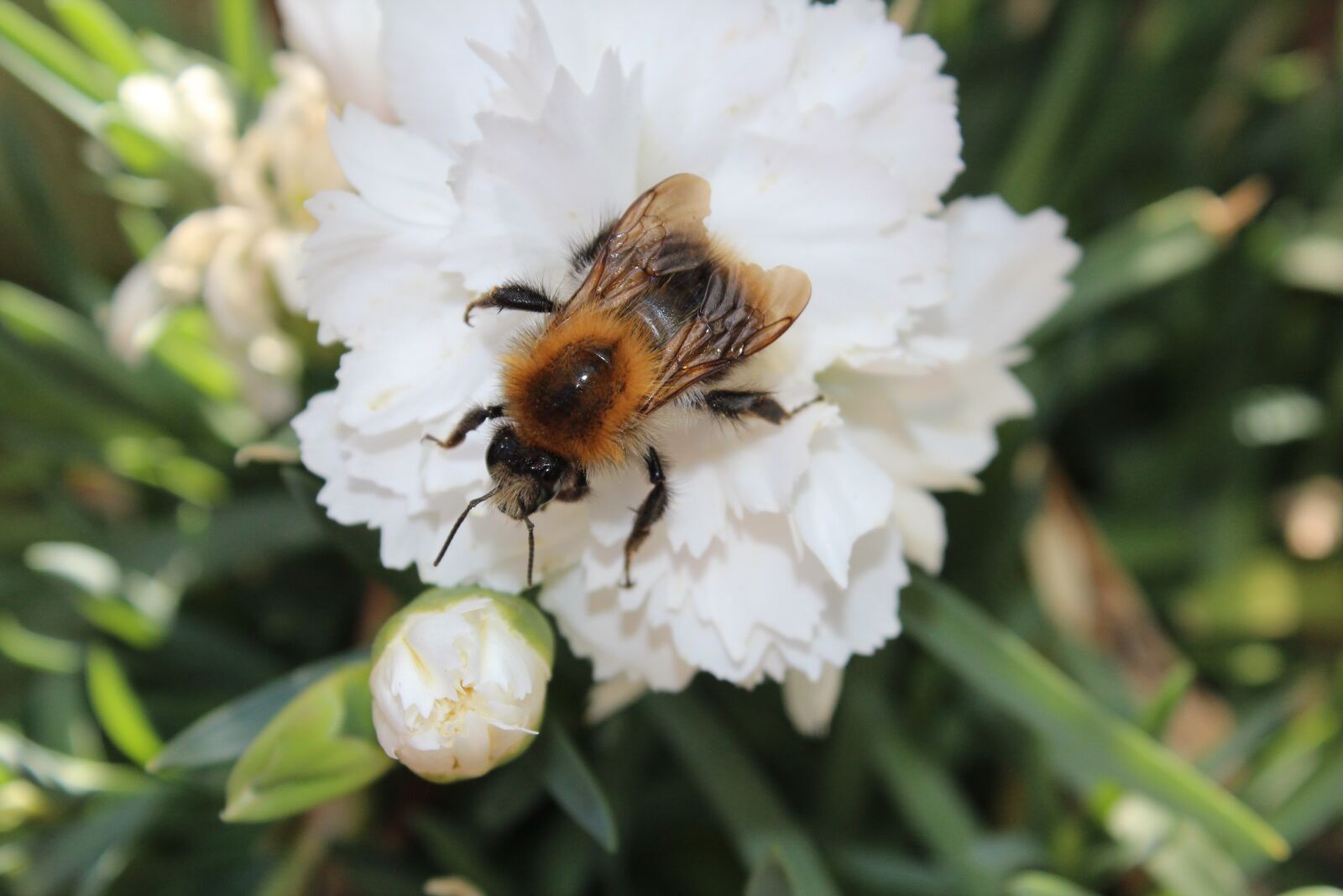 Canon EOS 600D (Rebel EOS T3i / EOS Kiss X5) sample photo. Hummel, insect, flower photography