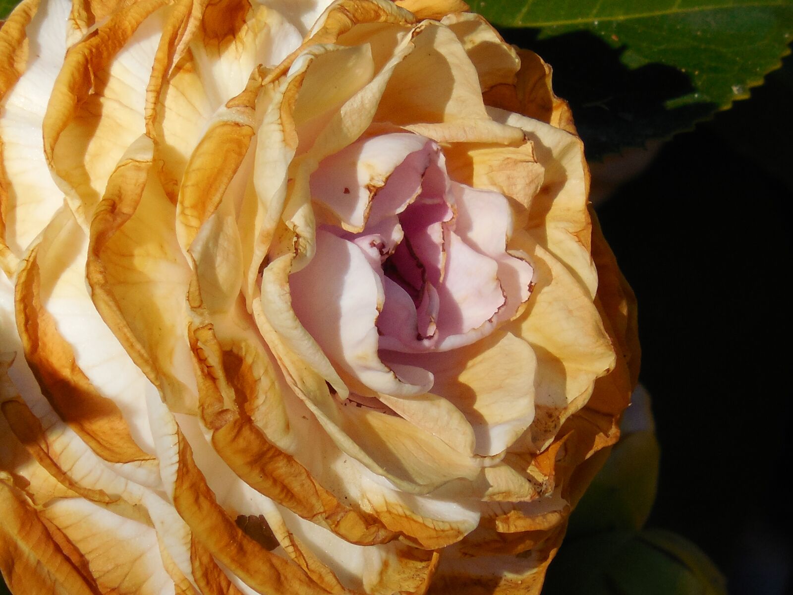 Nikon COOLPIX L620 sample photo. Camellia, bloom, flower photography