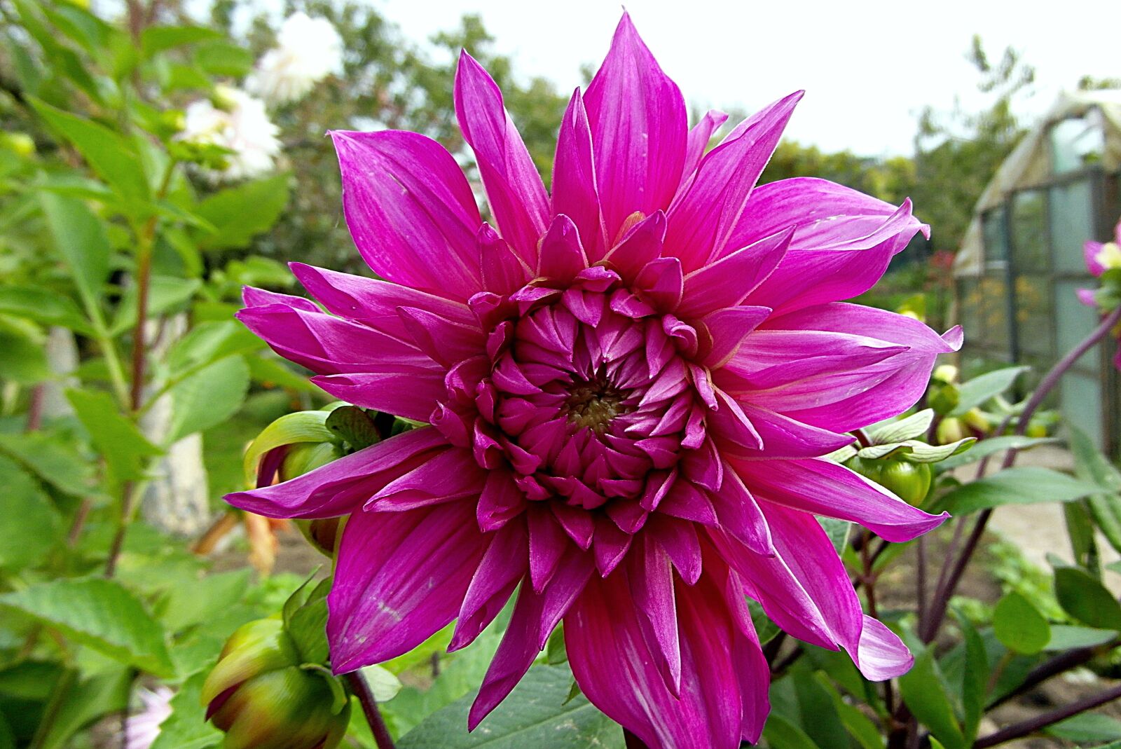 Samsung WB750 sample photo. Dalia, flower, wheatgrass photography