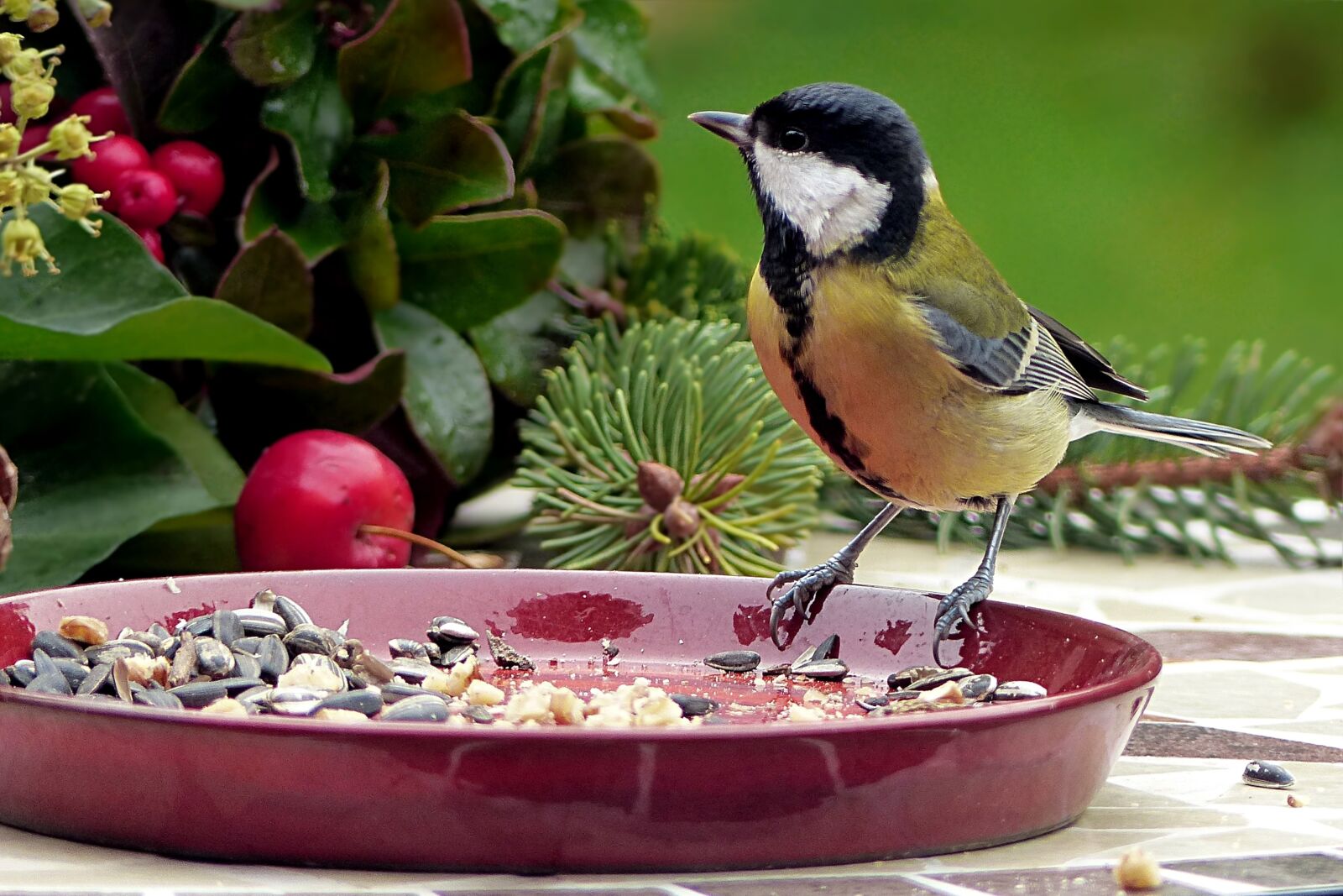 Panasonic Lumix DMC-FZ200 sample photo. Animal, bird, tit photography