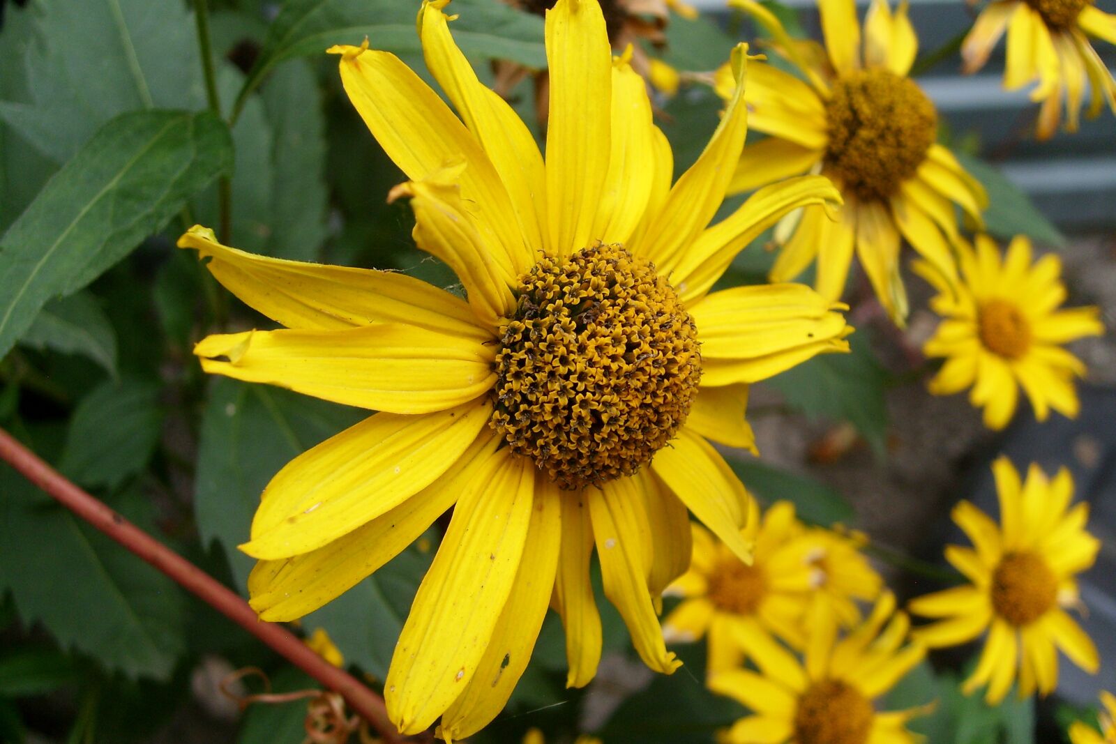 Samsung KENOX S730  / Samsung S730 sample photo. Yellow, flower, nature photography