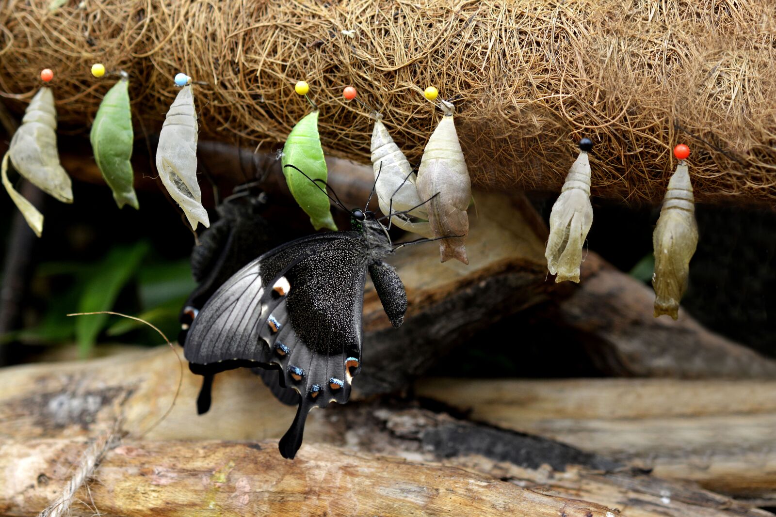 Nikon D7100 sample photo. Track, butterflies, metamorphosis photography