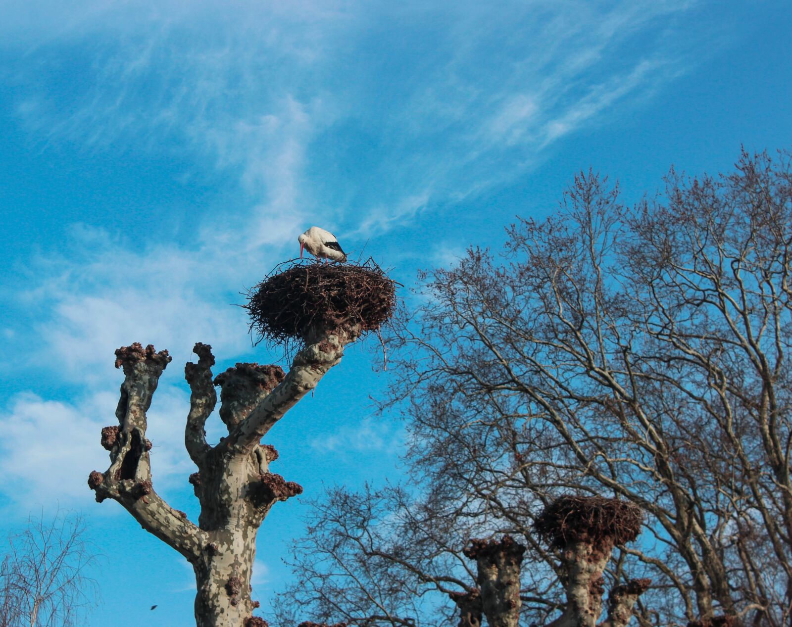 Canon EOS 600D (Rebel EOS T3i / EOS Kiss X5) sample photo. Tree, sky, outdoor photography