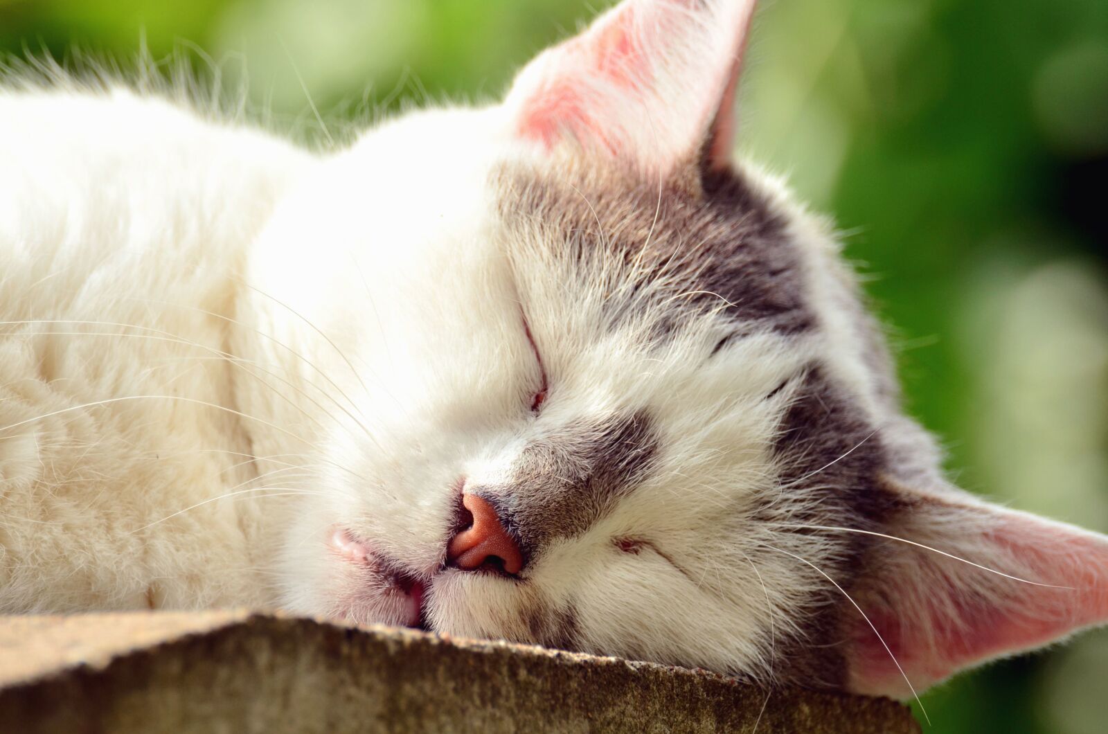 Nikon D5100 sample photo. Cat, animal, pet, kitten photography